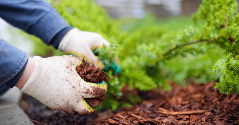 How to Use Mulch Colors to Enhance Plant Look and Garden Aesthetics