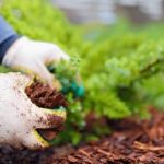 How to Use Mulch Colors to Enhance Plant Look and Garden Aesthetics
