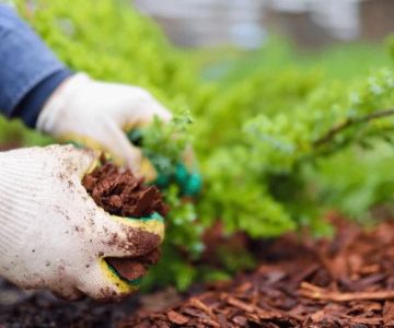 How to Use Mulch Colors to Enhance Plant Look and Garden Aesthetics