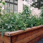 How to Use Planters to Extend Planting Zones