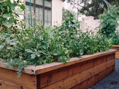 How to Use Planters to Extend Planting Zones