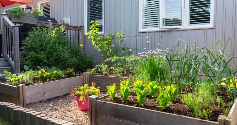 How to Grow Herbs and Vegetables in Limited Space | Beautiful Landscapes