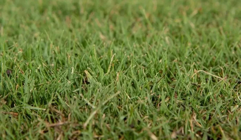 How to Choose Drought-Resistant Grass for Your Region: Expert Tips
