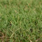 How to Choose Drought-Resistant Grass for Your Region: Expert Tips