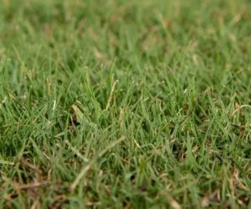 How to Choose Drought-Resistant Grass for Your Region: Expert Tips