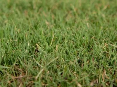 How to Choose Drought-Resistant Grass for Your Region: Expert Tips