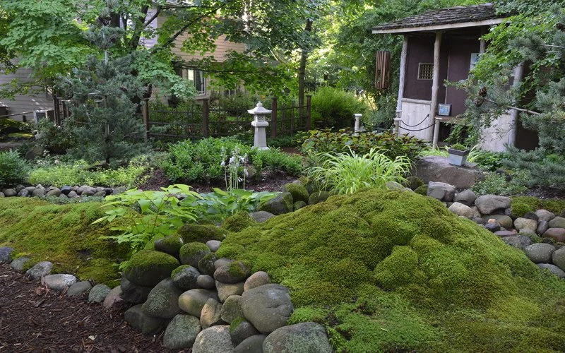 How to Use Moss & Ferns in Shady Landscapes for Beautiful Gardens