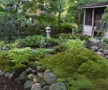 How to Use Moss & Ferns in Shady Landscapes for Beautiful Gardens