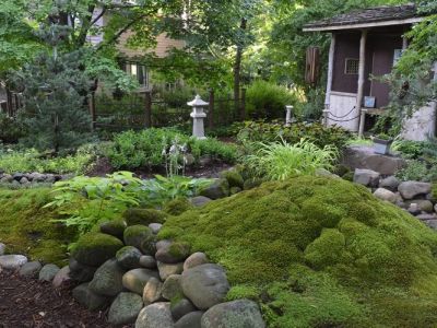How to Use Moss & Ferns in Shady Landscapes for Beautiful Gardens