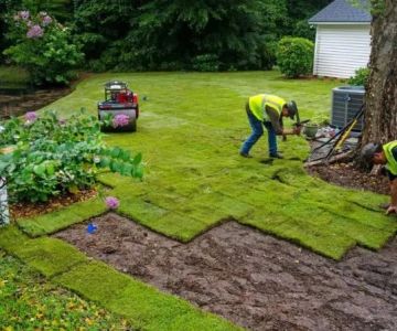 How to Transition from Sod to Native Meadow