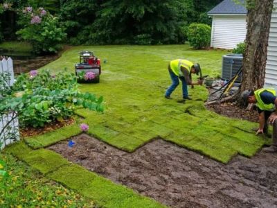 How to Transition from Sod to Native Meadow