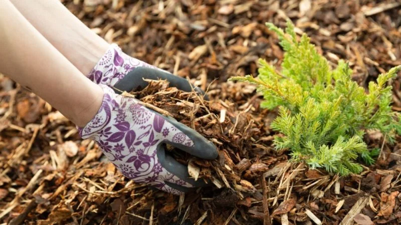 How to Design With Water-Saving Plants and Mulches