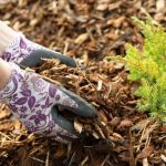How to Design With Water-Saving Plants and Mulches