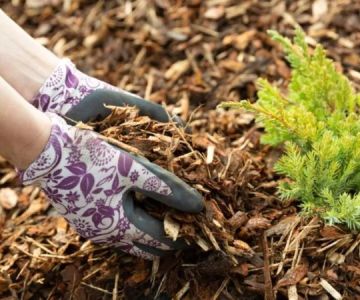 How to Design With Water-Saving Plants and Mulches