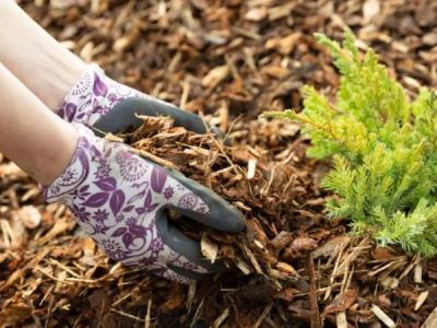 How to Design With Water-Saving Plants and Mulches