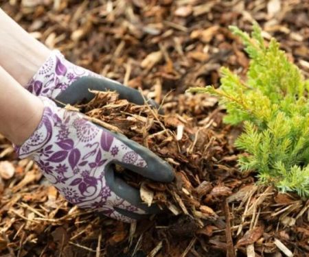 How to Design With Water-Saving Plants and Mulches