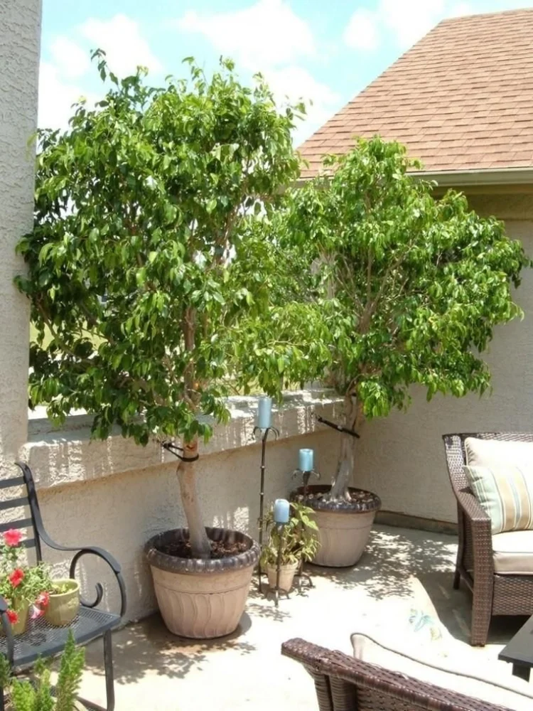 How to Use Potted Trees to Frame Entrances and Patios