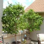 How to Use Potted Trees to Frame Entrances and Patios