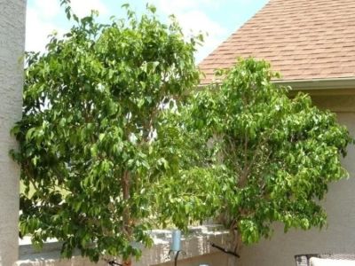 How to Use Potted Trees to Frame Entrances and Patios