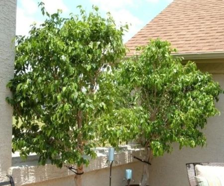 How to Use Potted Trees to Frame Entrances and Patios