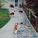 How to Create a Landscape That’s Perfect for Pets