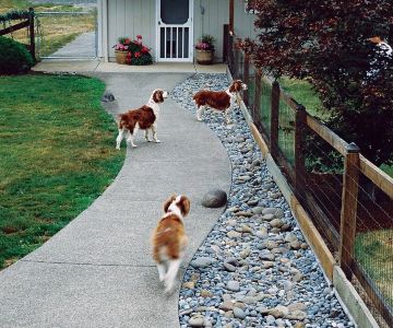 How to Create a Landscape That’s Perfect for Pets
