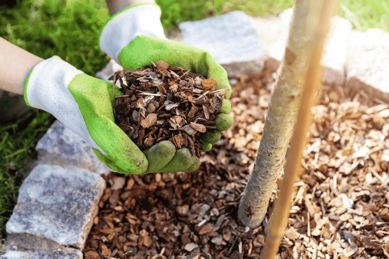 The Science Behind Mulch: What, Why & How Much