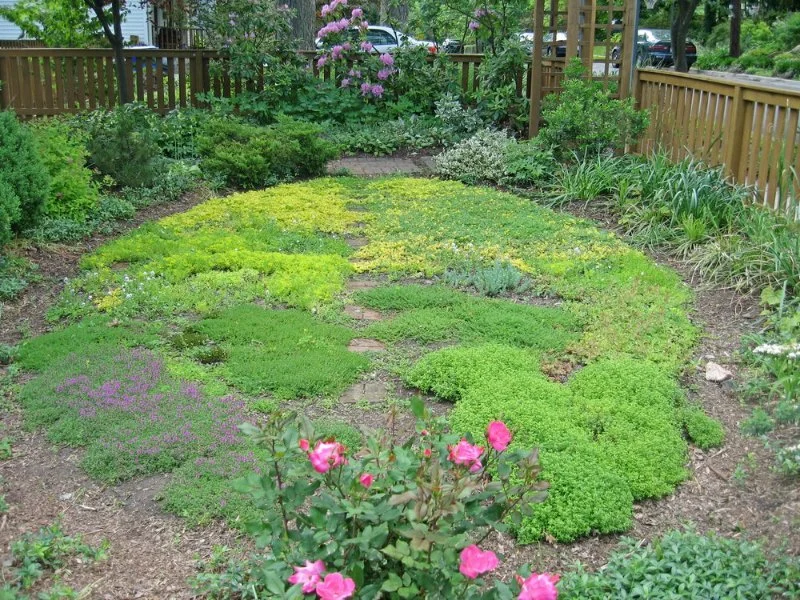 How to Use Groundcovers as a Living Mulch