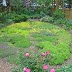 How to Use Groundcovers as a Living Mulch