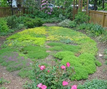 How to Use Groundcovers as a Living Mulch
