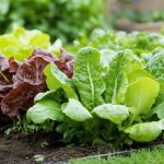 How to Use Companion Planting to Reduce Pests