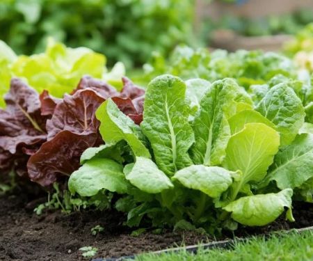 How to Use Companion Planting to Reduce Pests