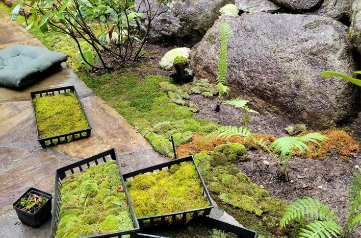 How to Use Moss and Groundcovers for a Woodland Feel