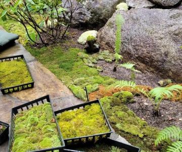 How to Use Moss and Groundcovers for a Woodland Feel