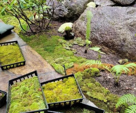 How to Use Moss and Groundcovers for a Woodland Feel
