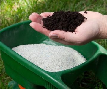 How Often Should You Fertilize Your Lawn?