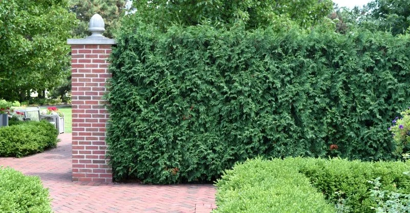 Best Shrubs for Privacy & Screening in Your Yard