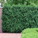 Best Shrubs for Privacy & Screening in Your Yard