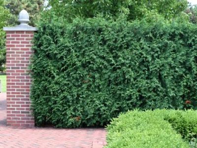 Best Shrubs for Privacy & Screening in Your Yard