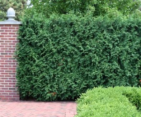 Best Shrubs for Privacy & Screening in Your Yard