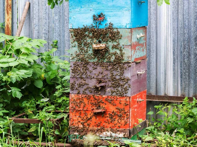 htmlCopy codeHow to Create a Bee-Friendly Yard Without Attracting Pests