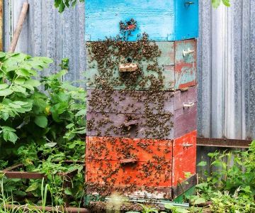 htmlCopy codeHow to Create a Bee-Friendly Yard Without Attracting Pests