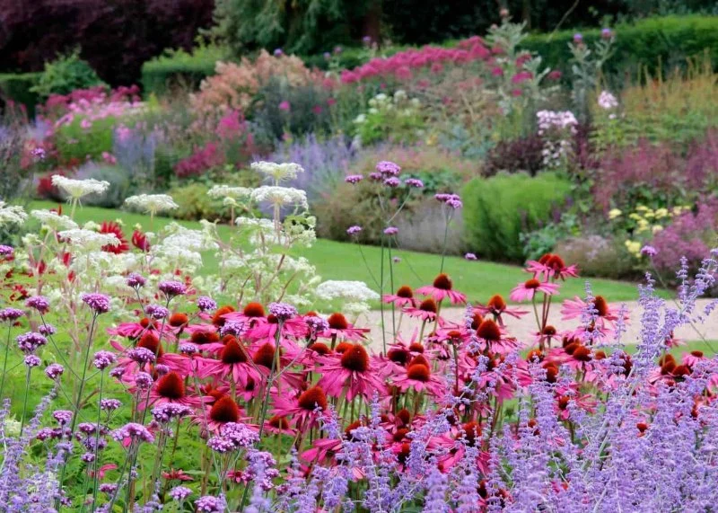 How to Grow a Stunning Native Wildflower Border