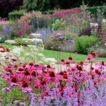 How to Grow a Stunning Native Wildflower Border