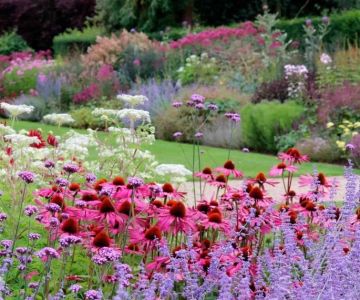 How to Grow a Stunning Native Wildflower Border