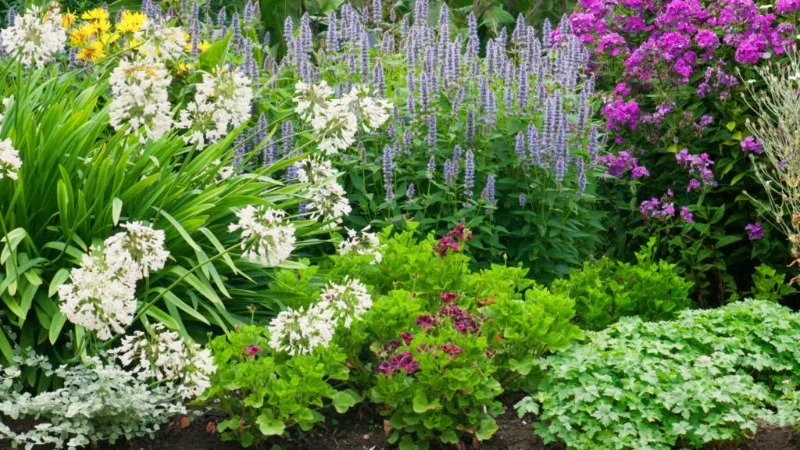 How to Use Perennials to Create a Low Maintenance Garden