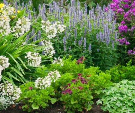 How to Use Perennials to Create a Low Maintenance Garden
