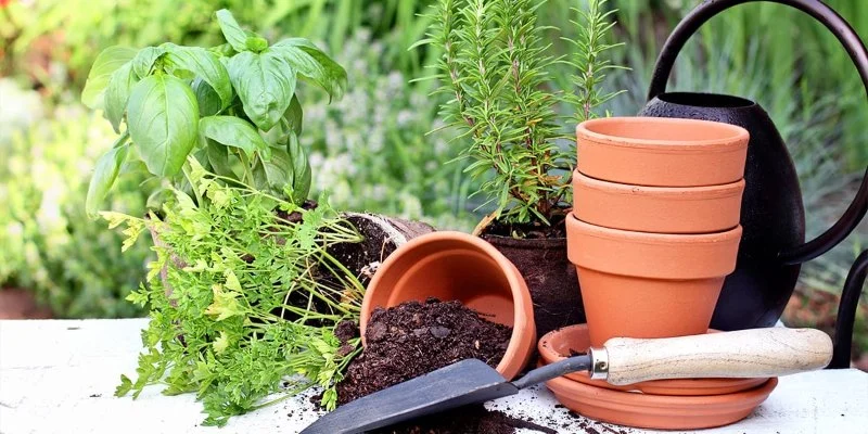 How to Use Native Plants to Reduce Pest & Disease