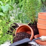 How to Use Native Plants to Reduce Pest & Disease