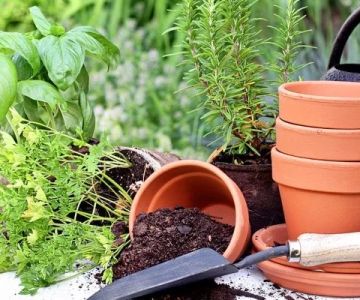 How to Use Native Plants to Reduce Pest & Disease